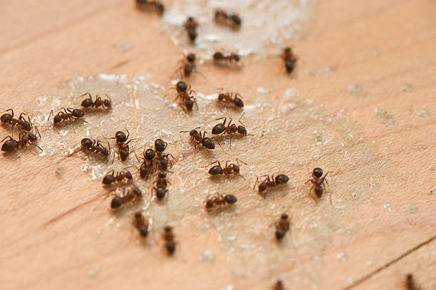 Best Commercial Pest Control Services  in Dupont, PA