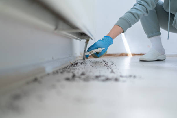 Wasp Removal Services in Dupont, PA